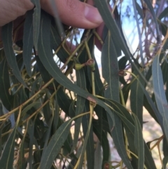 Eucalyptus bridgesiana at Red Hill Nature Reserve - 3 May 2020