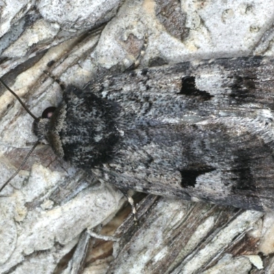 Thoracolopha flexirena (Zoned Noctuid) at Dickson, ACT - 24 Nov 2019 by jbromilow50