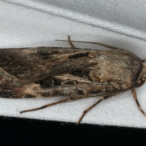 Agrotis munda at Ainslie, ACT - 24 Nov 2019 10:45 PM