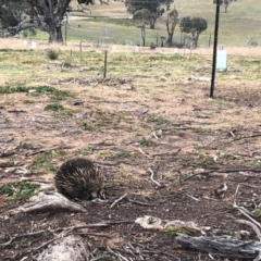 Tachyglossus aculeatus (Short-beaked Echidna) at Tuggeranong DC, ACT - 16 Jun 2020 by BenjaminBryant