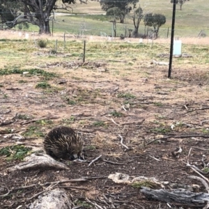 Tachyglossus aculeatus at Tuggeranong DC, ACT - 16 Jun 2020 02:17 PM