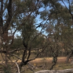 Zanda funerea (Yellow-tailed Black-Cockatoo) at Tuggeranong DC, ACT - 16 Jun 2020 by BenjaminBryant