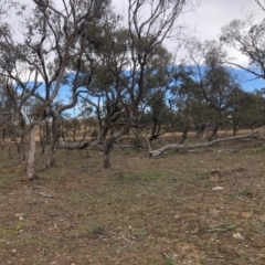 Zanda funerea at Tuggeranong DC, ACT - 16 Jun 2020