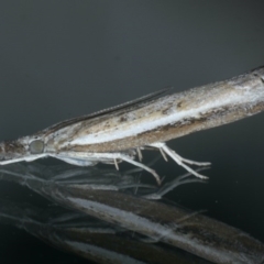 Ptochostola microphaeellus (A Crambid moth) at Ainslie, ACT - 25 Nov 2019 by jbromilow50