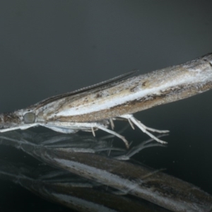 Ptochostola microphaeellus at Ainslie, ACT - 25 Nov 2019 04:08 PM