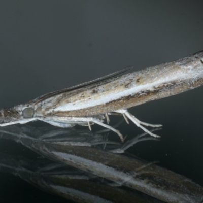 Ptochostola microphaeellus (A Crambid moth) at Ainslie, ACT - 25 Nov 2019 by jbromilow50