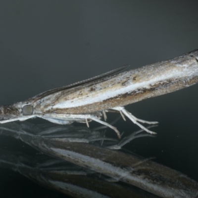 Ptochostola microphaeellus (A Crambid moth) at Ainslie, ACT - 25 Nov 2019 by jb2602