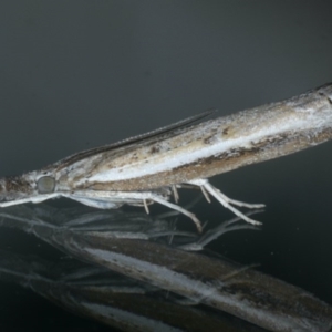 Ptochostola microphaeellus at Ainslie, ACT - 25 Nov 2019