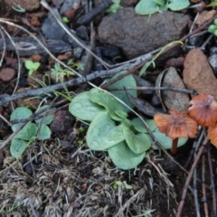 Pterostylidinae (greenhood alliance) (A Greenhood) at Mount Majura - 18 Jun 2020 by petersan