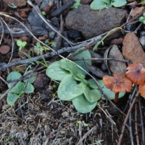 Pterostylidinae (greenhood alliance) at Hackett, ACT - suppressed