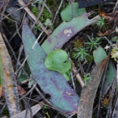 Corysanthes incurva (Slaty Helmet Orchid) at Hackett, ACT - 19 Jun 2020 by petersan