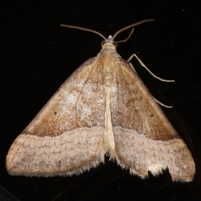 Anachloris subochraria (Golden Grass Carpet (Ennominae)) at Ainslie, ACT - 18 Jun 2020 by jb2602