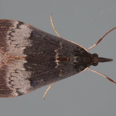 Uresiphita ornithopteralis (Tree Lucerne Moth) at Ainslie, ACT - 18 Jun 2020 by jb2602