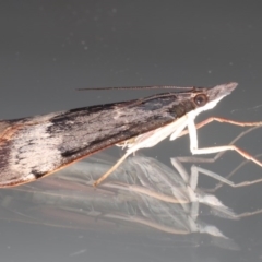 Uresiphita ornithopteralis at Ainslie, ACT - 18 Jun 2020