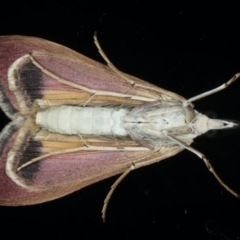 Uresiphita ornithopteralis at Ainslie, ACT - 18 Jun 2020