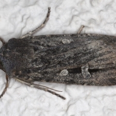 Agrotis infusa (Bogong Moth, Common Cutworm) at Ainslie, ACT - 18 Jun 2020 by jbromilow50