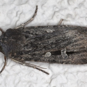 Agrotis infusa at Ainslie, ACT - 18 Jun 2020 06:26 PM