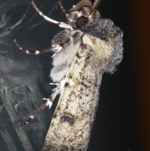 Agrotis porphyricollis at Ainslie, ACT - 18 Jun 2020 06:24 PM