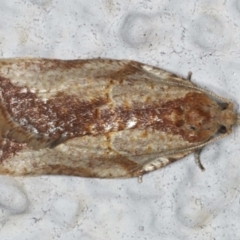 Epiphyas postvittana (Light Brown Apple Moth) at Ainslie, ACT - 18 Jun 2020 by jb2602