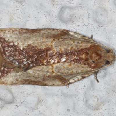 Epiphyas postvittana (Light Brown Apple Moth) at Ainslie, ACT - 18 Jun 2020 by jb2602