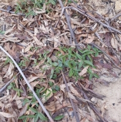 Cullen microcephalum (Dusky Scurf-pea) at Tennent, ACT - 7 Jun 2020 by nathkay