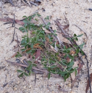 Cullen microcephalum at Tennent, ACT - 7 Jun 2020