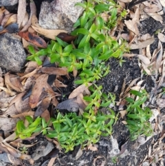 Veronica derwentiana (Derwent Speedwell) at Mount Clear, ACT - 9 Jun 2020 by nath_kay