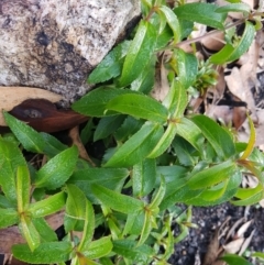 Veronica derwentiana at Mount Clear, ACT - 10 Jun 2020