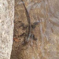 Intellagama lesueurii howittii (Gippsland Water Dragon) at Namadgi National Park - 25 May 2020 by nath_kay