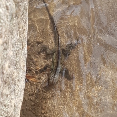 Intellagama lesueurii howittii (Gippsland Water Dragon) at Namadgi National Park - 25 May 2020 by nath_kay
