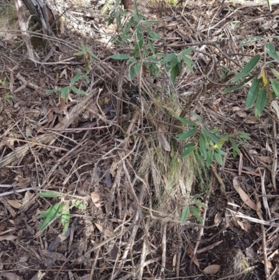 Olearia megalophylla (Large-leaf Daisy-bush) at Cotter River, ACT - 10 Jun 2020 by nathkay