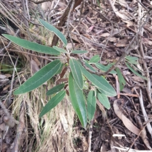 Olearia megalophylla at Cotter River, ACT - 10 Jun 2020 09:37 AM