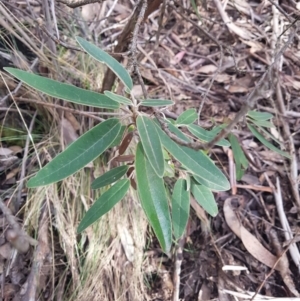 Olearia megalophylla at Cotter River, ACT - 10 Jun 2020