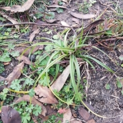 Tasmannia lanceolata at Mount Clear, ACT - 16 Jun 2020