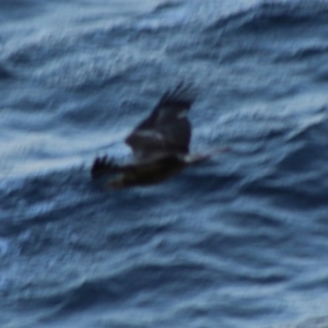 Haliaeetus leucogaster at Guerilla Bay, NSW - 19 Jun 2020