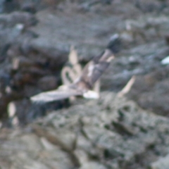 Haliaeetus leucogaster at Guerilla Bay, NSW - 19 Jun 2020