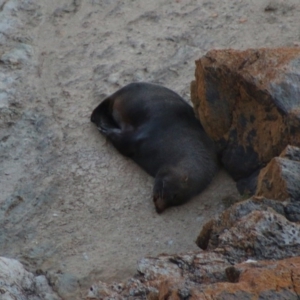 Otariidae (family) at Guerilla Bay, NSW - 19 Jun 2020