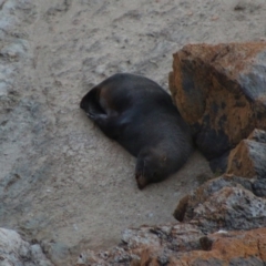 Unidentified Seal (TBC) at Guerilla Bay, NSW - 19 Jun 2020 by LisaH