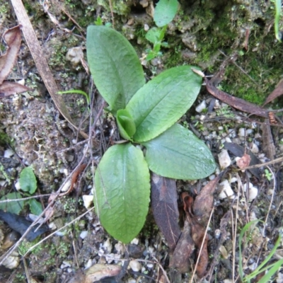 Pterostylis nutans (Nodding Greenhood) at Paddys River, ACT - 18 Jun 2020 by SandraH