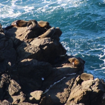 Arctocephalus pusillus doriferus (Australian Fur-seal) at Guerilla Bay, NSW - 19 Jun 2020 by LisaH