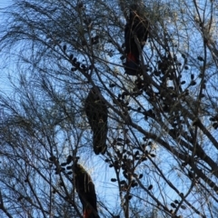 Calyptorhynchus lathami (Glossy Black-Cockatoo) at Batemans Marine Park - 19 Jun 2020 by LisaH