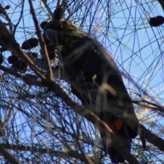 Calyptorhynchus lathami lathami at Guerilla Bay, NSW - 19 Jun 2020