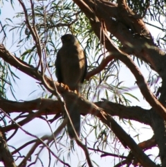 Tachyspiza fasciata (Brown Goshawk) at Moruya, NSW - 19 Jun 2020 by LisaH