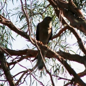 Accipiter fasciatus at Moruya, NSW - 19 Jun 2020