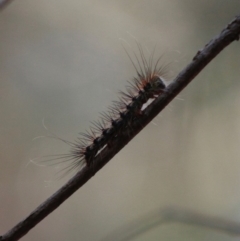 Epicoma (genus) (Unidentified Prominent moth) at Moruya, NSW - 19 Jun 2020 by LisaH