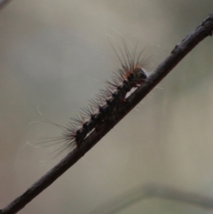 Unidentified Insect at Broulee Moruya Nature Observation Area - 19 Jun 2020 by LisaH