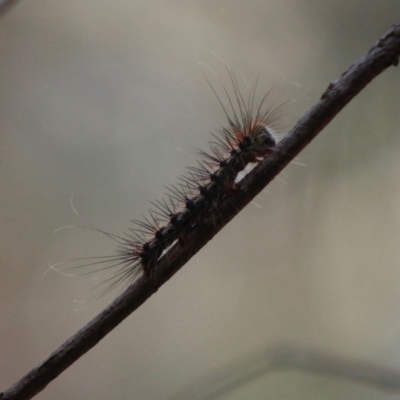 Unidentified Insect at Broulee Moruya Nature Observation Area - 19 Jun 2020 by LisaH