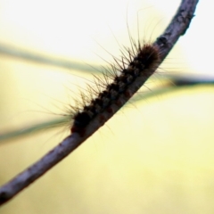 Epicoma (genus) at Moruya, NSW - 19 Jun 2020 12:24 PM