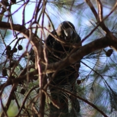 Calyptorhynchus lathami lathami (Glossy Black-Cockatoo) at Broulee Moruya Nature Observation Area - 19 Jun 2020 by LisaH