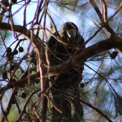 Calyptorhynchus lathami (Glossy Black-Cockatoo) at Moruya, NSW - 19 Jun 2020 by LisaH